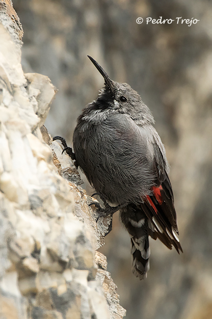 Treparrisco (Tichodroma muraria)